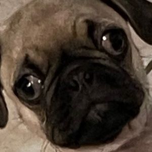 Meet your Posher, Raven